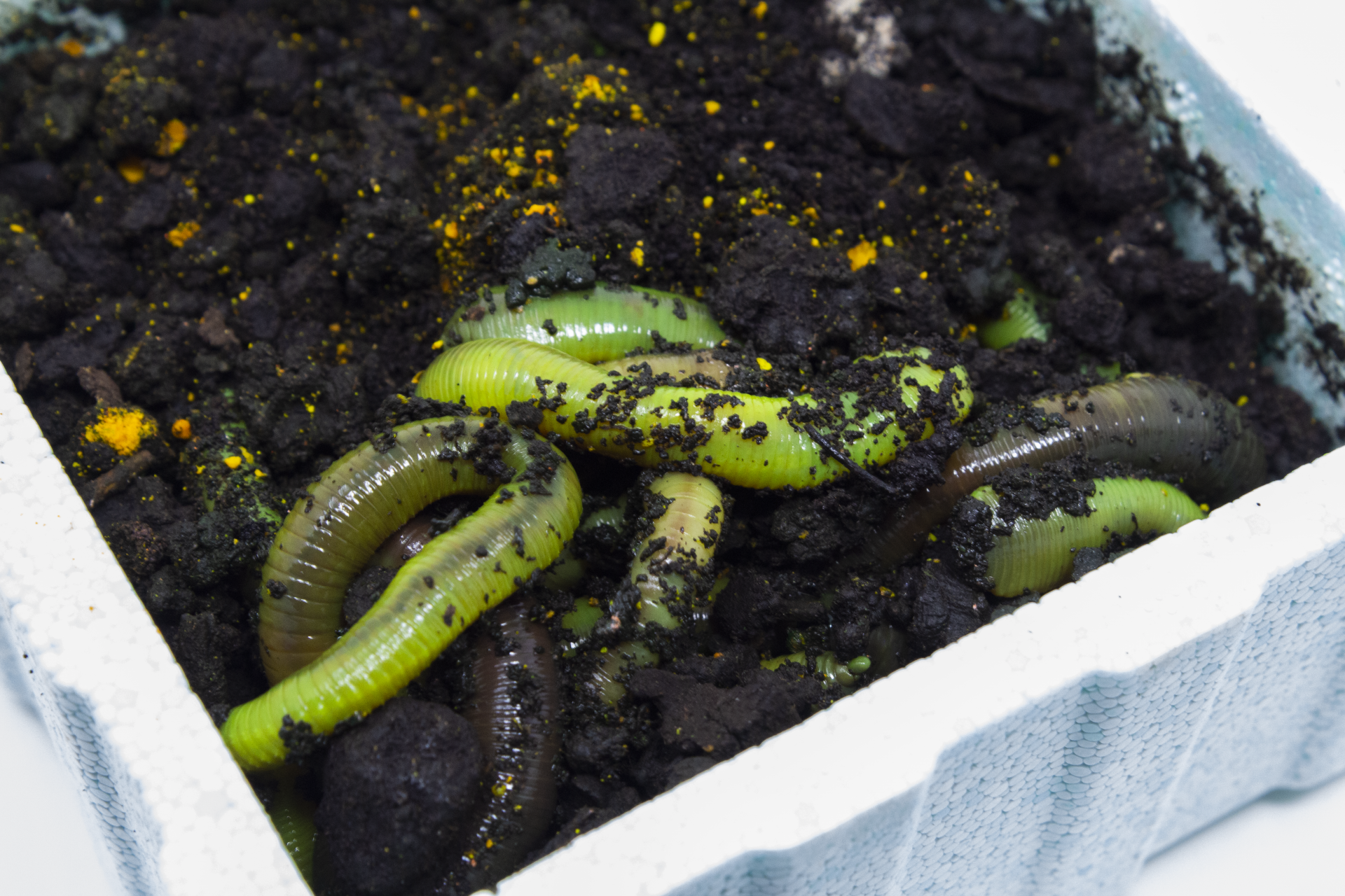 Dauwpieren Groen Fluo 12 stuks