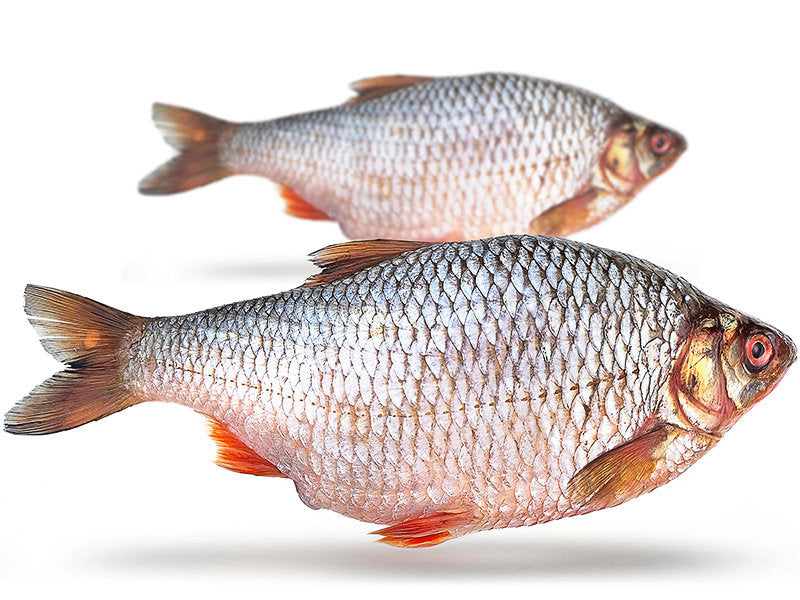 Voorn XL 1-2 st 25-35cm