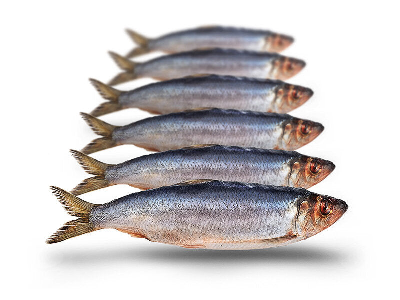 Haring Klein 15-20CM 5-8ST