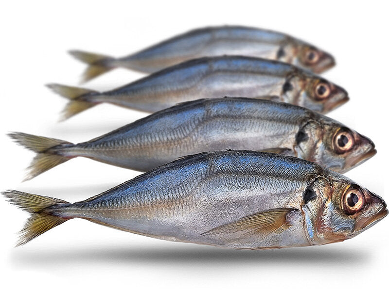 Horsmakreel Groot 22-28cm 2-3st