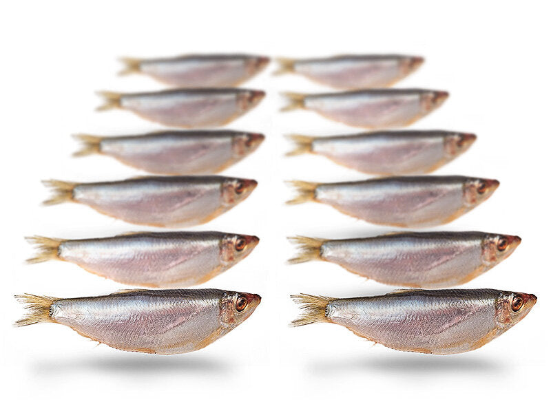 Sprot / Zeebliek 8-13cm 10-18st