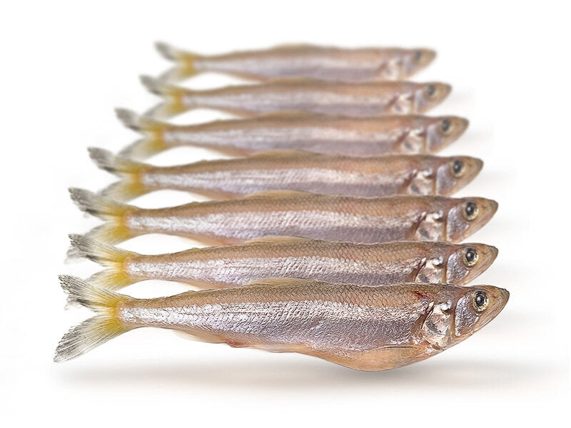 Spiering Groot 12-20cm 5-10st