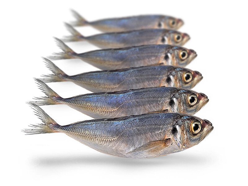 Horsmakreel Middel 5-8 st 15-22cm