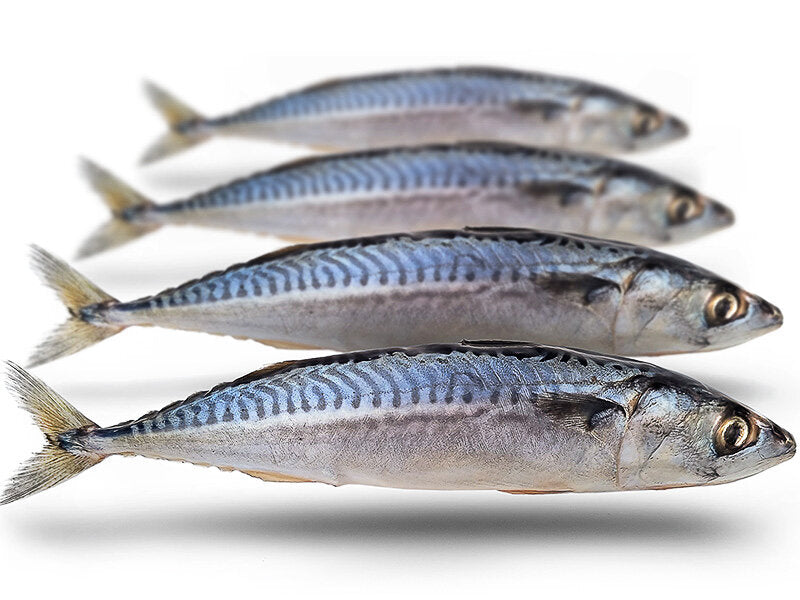 Makreel Middel 25-30CM 2-4ST