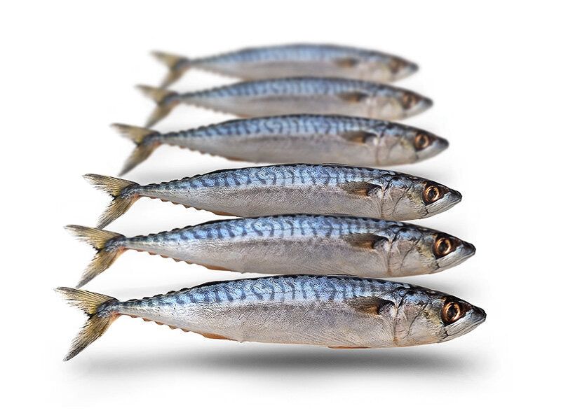 Makreel Klein 17-25CM 5-7ST