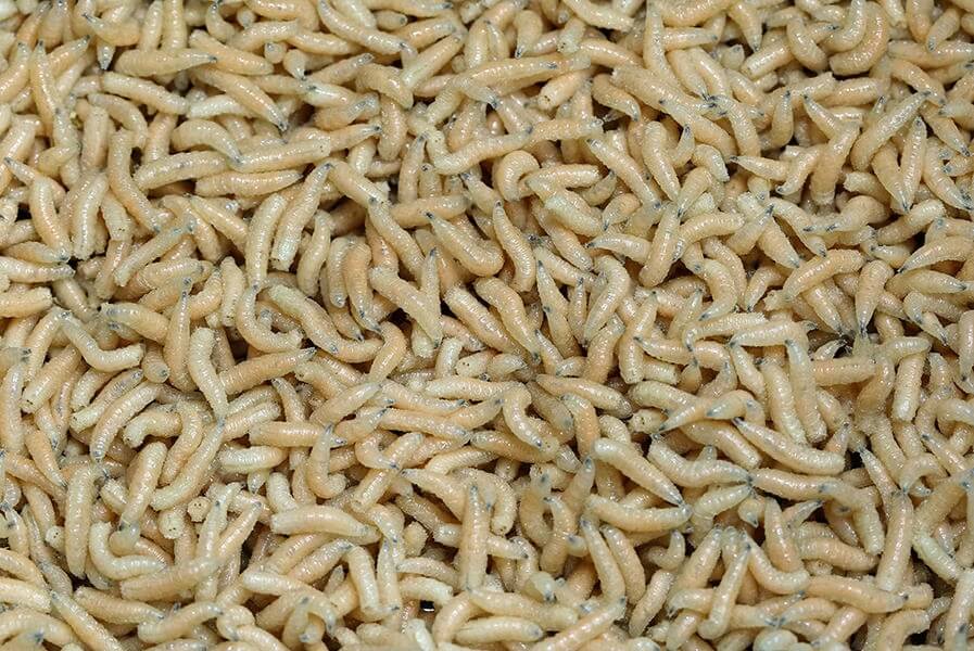 Pinky Maden (3 opties)