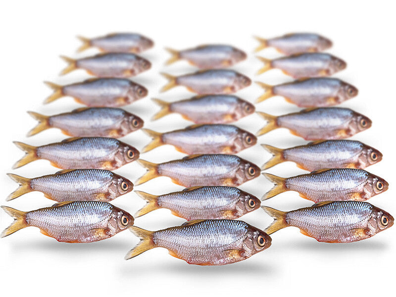 Voorn mini (dropshot) 5-12CM 10-20st